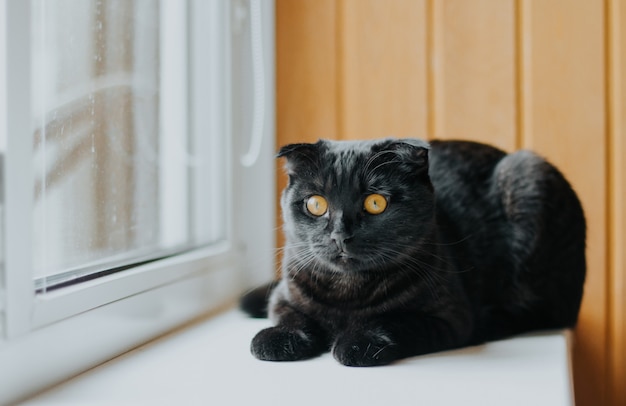 Un Chat Noir Ecossais Avec Les Yeux Jaunes Photo Premium