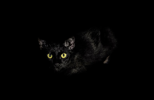 Chat Noir Gros Plan Des Yeux Avec Une Couleur Jaune Photo Premium