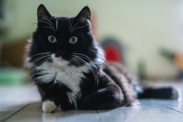 Le Chat Noir Avec La Poitrine Et Les Pattes Blanches Et Les Yeux Verts Se Trouve Sur Le Sol Et Regarde La Camera Photo Premium