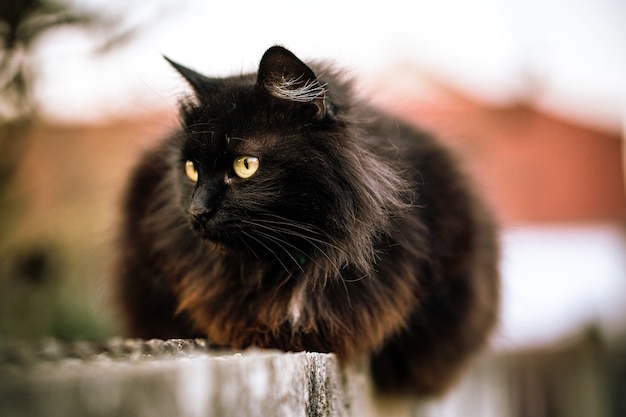 Chat Noir Sauvage Aux Yeux Verts Photo Gratuite