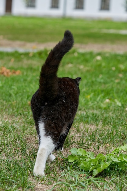 Un Chat Noir Avec Des Taches Blanches Marche Sur L Herbe Verte Portrait D Un Chat Noir Duveteux Photo Premium