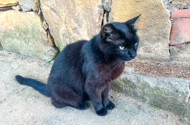 Chat Noir Triste Sans Abri Sur Fond De Mur De Pierre Photo Premium