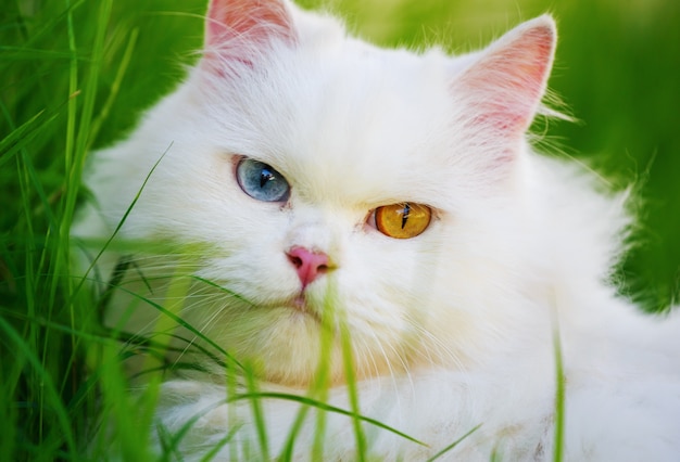 Chat Persan Blanc Avec 2 Yeux De Couleur Differente Yeux Heterocromatiques Sur Terrain En Herbe Photo Premium