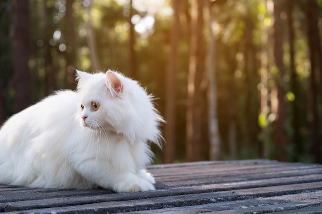 Chat Persan Blanc Au Sol Photo Premium