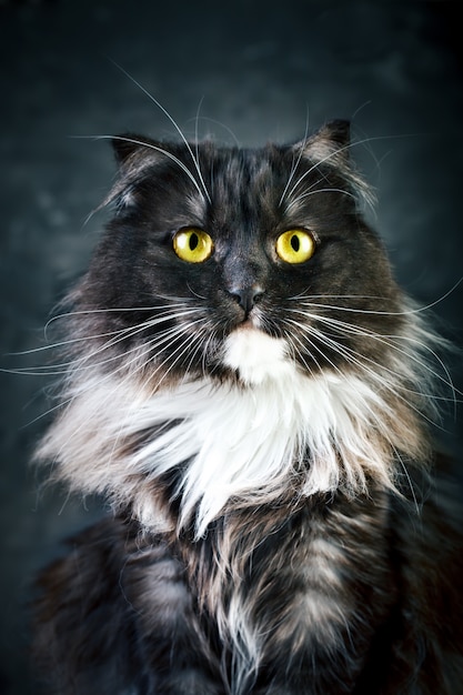 Chat Portrait D Un Chat Drole Avec De Grands Yeux Jaunes Photo Premium Chat Portrait D Un Chat Drole Avec De Grands Yeux Jaunes Photo Premium