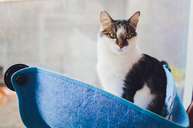 Chat Pose Dans Un Lit Mural En Verre A La Maison Photo Premium