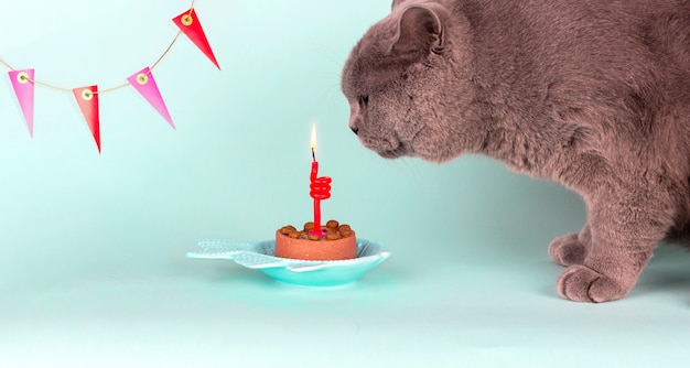 Chat De Race Britannique Gris Souffle La Bougie Sur Le Gateau Sur Fond Bleu Clair Fete De Chat D Anniversaire Photo Premium