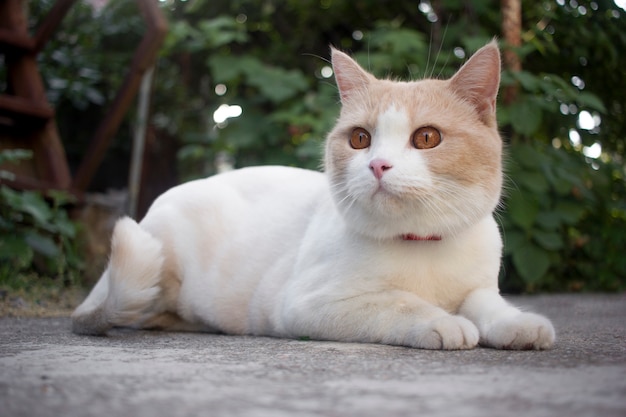 Un Chat Rase Tres Mignon Se Trouve Sur Du Beton Photo Premium