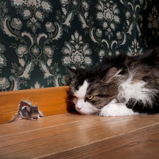 Chat Regardant Une Souris Qui Sort De Son Trou Photo Premium