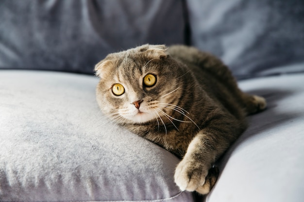Chat reposant sur un canapé Photo gratuit