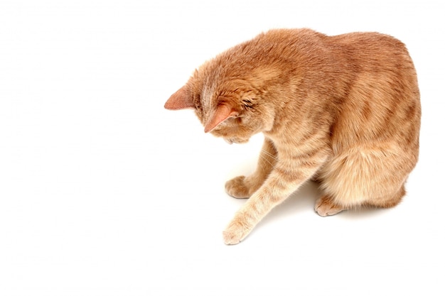 Un Chat Rouge Isole Sur Une Surface Blanche Regarde Vers Le Bas Et Touche Quelque Chose Avec Sa Patte Photo Premium