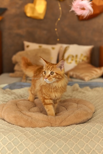 Chat Rouge Maine Coon 5 Mois Qui S Est Reveille Qui Est Allonge Sur Un Oreiller Moelleux Sur Le Lit Et Regarde Tristement La Camera Photo Premium