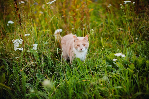 Chat rouge se promène sur l'herbe verte Photo gratuit