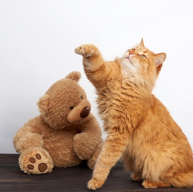 Chat Roux Adulte Et Gros Ours En Peluche Sur Un Espace Blanc Photo Premium