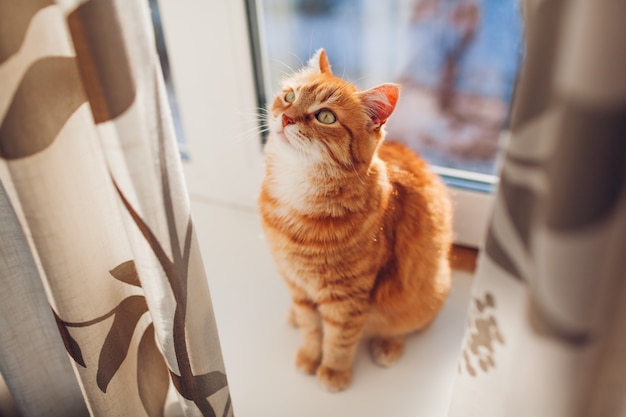 Chat Roux Assis Sur Le Rebord De La Fenetre A La Maison Le Matin Animal Profitant Du Soleil Photo Premium