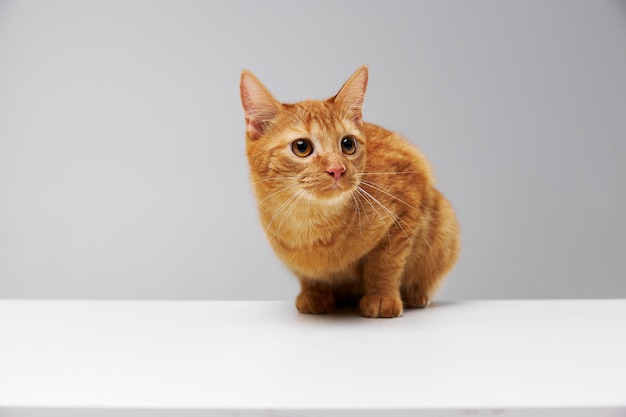 Chat Roux Assis Sur Une Table Blanche Sur Fond Gris Photo Premium