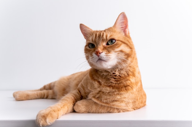 Chat Roux Couche Sur Un Tableau Blanc Photo Premium