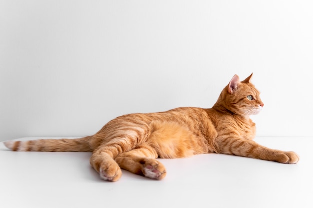 Chat Roux Couche Sur Un Tableau Blanc Photo Premium