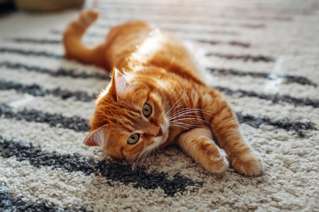 Chat Roux Couche Sur Un Tapis De Sol A La Maison Animal Jouant Avec Un Tapis Photo Premium