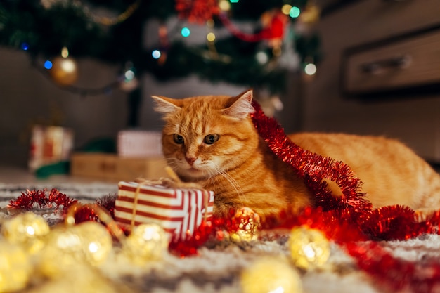 Chat Roux Jouant Avec Guirlande Et Coffret Cadeau Sous Le