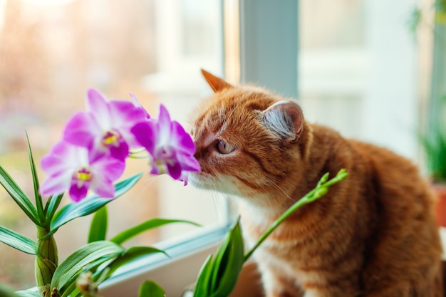 Chat Roux Sentant L Orchidee Dendrobium Marchant Sur Le Rebord De La Fenetre A La Maison Animal Curieux Photo Premium