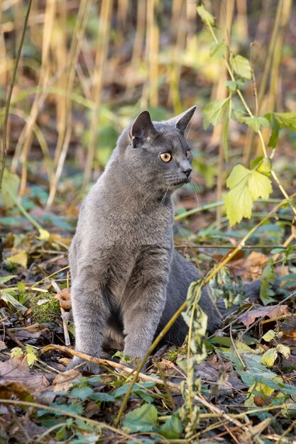 chat bleu russe poil long