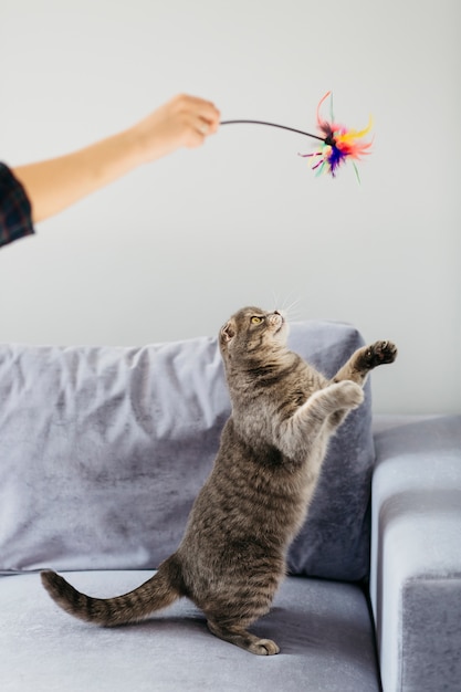 Chat s'amuse avec des jouets sur le canapé Photo gratuit