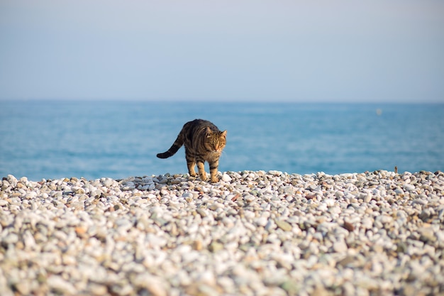 Le Chat S Impose Sur La Plage De Galets Au Bord De La Mer Mediterranee En Turquie Photo Premium