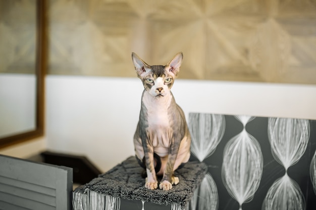 Chat Sans Poils Sphynx Calme Assis Sur Un Tapis Gris Photo Premium