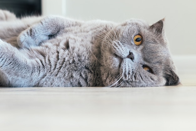 Chat Scottish Fold Gris Aux Yeux Orange Se Trouve Sur Le Cote Sur Le Sol Photo Premium