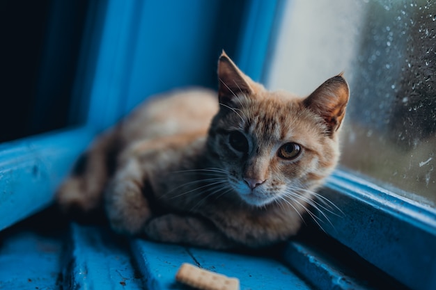 Le Chat Se Trouve A La Fenetre Sous La Pluie Photo Premium