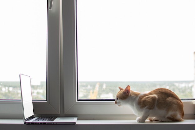 Chat Se Trouve Pres De La Fenetre Avec Un Ordinateur Portable Et Regarde Le Moniteur Le Chaton Utilise L Ordinateur Photo Premium