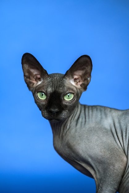 Chat Sphynx Canadien Closeup Portrait D Adorable Chat Femelle Sans Poils Sur Fond Bleu Photo Premium