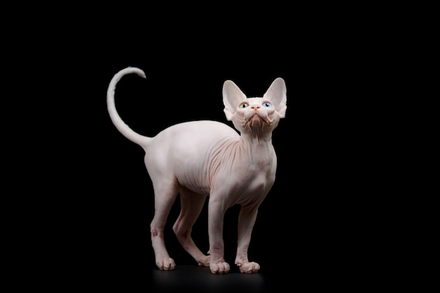 Chat Sphynx Canadien Sans Poils Isole Photo Premium