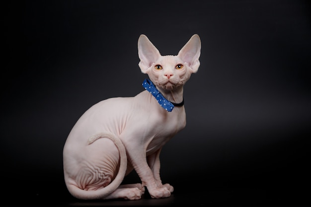 Chat Sphynx Canadien Sans Poils Avec Un Noeud Papillon Isole Photo Premium