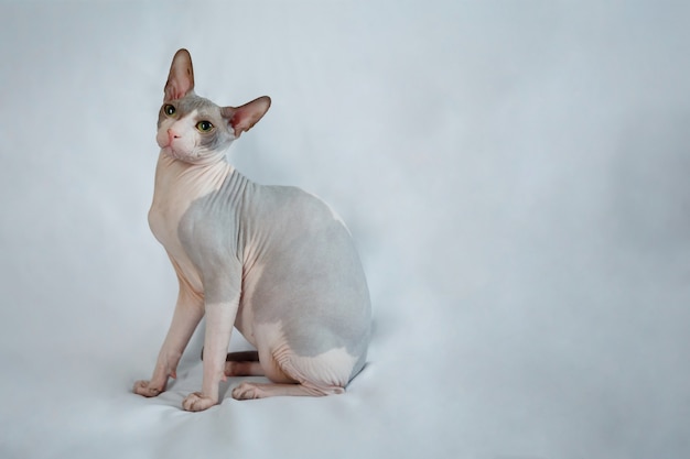 Chat Sphynx Gris Assis Sur Fond De Tissu Blanc Gris Photo Premium