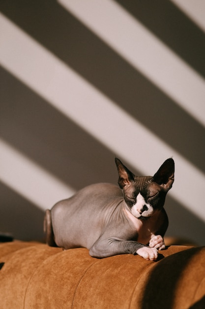 Chat Sphynx A La Maison Sur Un Canape En Cuir Photo Premium