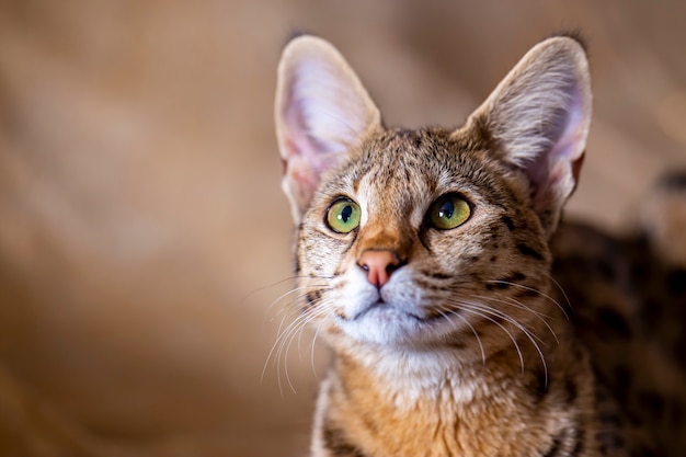 Chat Tachete Savannah F1 Photo Premium Chat Tachete Savannah F1 Photo Premium