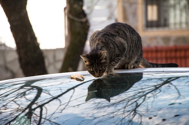 Chat Tigre Assis Sur Une Surface En Verre Avec Son Reflet A L Exterieur Photo Gratuite