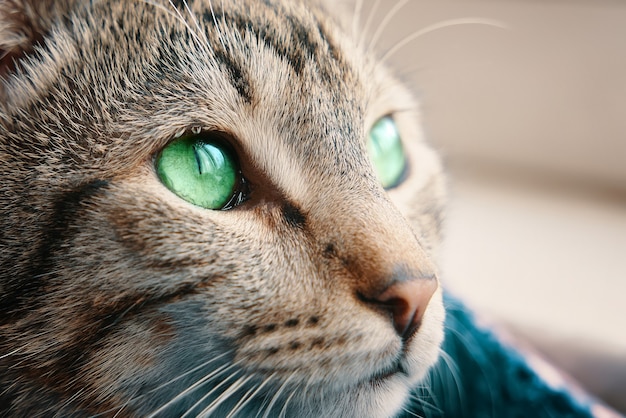 Chat Tigre Dans Le Panier Pres De Chaton De Rebord De Fenetre Aux Yeux Verts Regarde Par La Lumiere Du Soleil De La Fenetre Tombe Sur Animal Close Up Portrait Photo