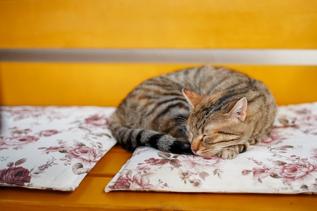 Un Chat Tigre Dort Doucement Sur Un Banc Orange Pelotonne En Boule Photo Premium