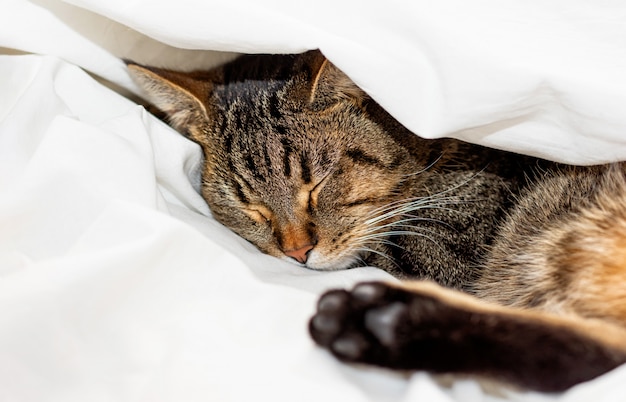 Chat Tigre Dort Sur Un Drap Blanc Mise Au Point Selective Photo Premium