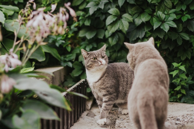 Chat Tigré Gris En Colère Est Prêt à Attaquer Un Chat Gris