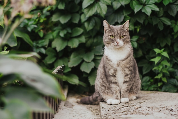 Chat Tigre Gris Est Assis Dans Le Jardin Photo Premium