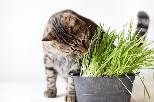 Chat Tigre Mange De L Herbe Verte Fraiche Herbe A Chat Nourriture Utile Pour Les Animaux Photo Premium