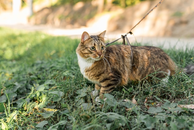 Chat Tigre Marron Avec Collier Debout Dans Le Jardin Photo Gratuite