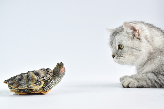 Un Chat Tigre Renifle Une Tortue Sur Une Surface Blanche Photo Premium