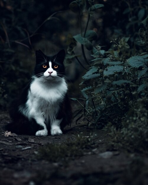 Chat Tique Brun Se Detendre Dans Le Jardin En Regardant Autour Et Debout Sur Le Sol Plein De Feuilles Sechees Photo Premium