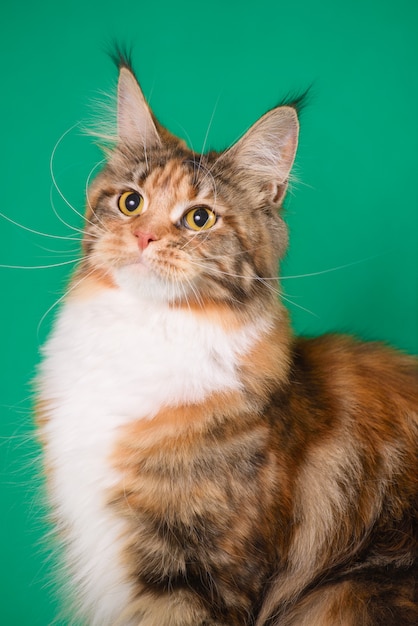 Chat Torbie Maine Coon Marron Sur Fond Vert Photo Premium