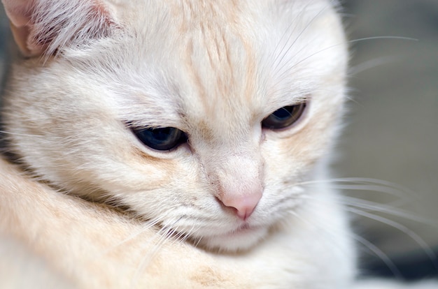 Chat Triste Blanc Photo Premium